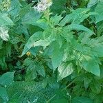 Eupatorium cannabinum Habit