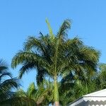 Roystonea regia Hábito