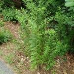 Solidago rugosa Hábito