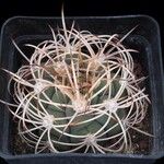 Gymnocalycium saglionis Habit