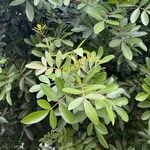 Schinus terebinthifolia Leaf