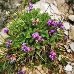 Oxytropis jacquinii Květ