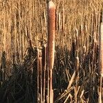 Typha latifolia 花