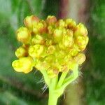 Erysimum cheiranthoides Blüte