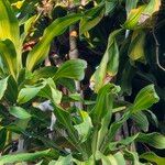 Dracaena arborea Hoja