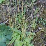 Habenaria tridactylites Muu