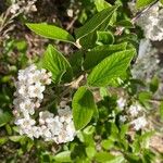 Viburnum carlesii Leaf