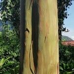 Eucalyptus deglupta Bark