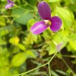 Canscora diffusa Flower