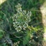 Peucedanum palustre Flor