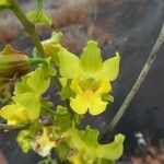 Cyrtopodium andersonii Çiçek