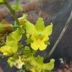 Cyrtopodium andersonii Flower