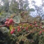 Cotoneaster multiflorus 果實