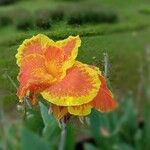 Canna indicaFlower