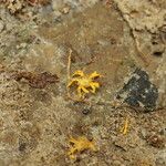 Amphimas ferrugineus Цвят