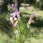 Pedicularis sylvatica Flower
