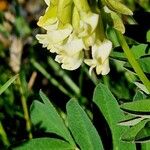 Astragalus frigidus Blüte