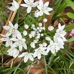 Allium neapolitanum Flower