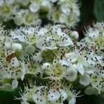 Sorbus mougeotii Flower