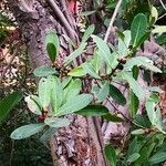 Ficus concinna