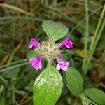 Clinopodium vulgareBlüte