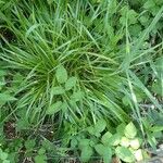 Brachypodium pinnatum Habit