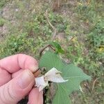 Ipomoea lacunosaBlüte