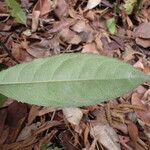Rinorea ilicifolia Hoja