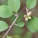 Cotoneaster nummularius Other