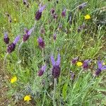 Lavandula pedunculata Flor