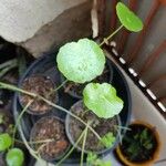 Hydrocotyle verticillata 葉