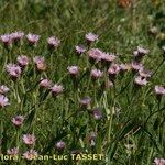 Erigeron atticus 形态