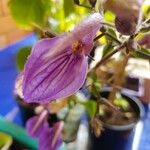 Brillantaisia cicatricosa Floro
