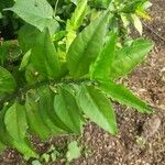 Euphorbia tithymaloides Blatt