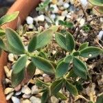 Antirrhinum sempervirens Leaf