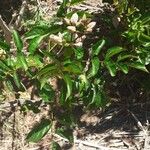 Podranea ricasoliana Leaf