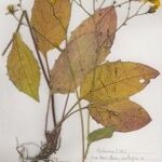 Hieracium pedatifolium