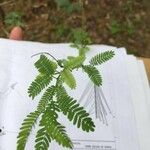 Mimosa pudica葉