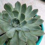 Echeveria pulidonisبرگ