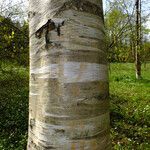 Betula ermanii Corteccia