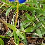 Gentiana angustifolia Yaprak