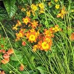 Bidens triplinervia Lorea