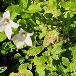 Campanula lactiflora फूल