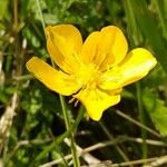 Ranunculus breyninus Floare