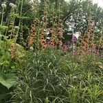 Digitalis obscura Habit