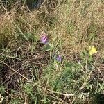 Vicia craccaFiore