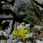 Petrosedum montanum Blüte