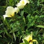 Turnera subulata Flor