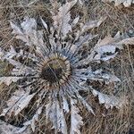 Carlina acanthifoliaFleur