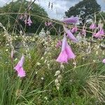 Dierama pulcherrimum Flower